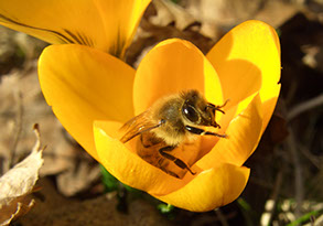 En bi kigger op fra en gul krokus